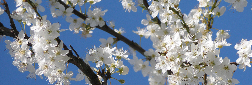Cherryplum.JPG