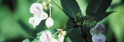 IMPATIENS.JPG