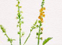 agrimony.gif
