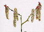 aspen.gif