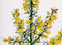 gorse.gif
