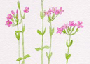 centaury.gif
