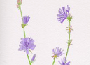 chicory.gif