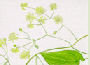 clematis.gif
