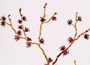 elm.gif