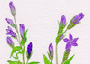 gentian.gif