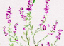 heather.gif