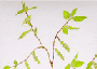 hornbeam.gif
