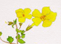 mimulus.gif