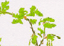 oak.gif