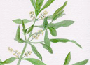 olive.gif