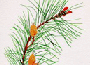 pine.gif