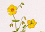 rockrose.gif