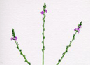 vervain.gif