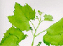 vine.gif