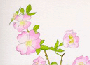 wildrose.gif