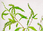 willow.gif